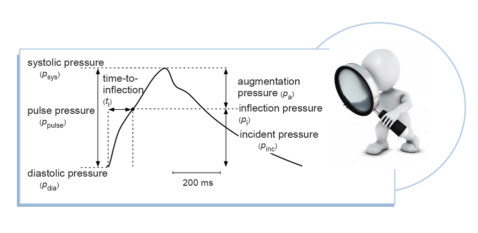 focus on analysis and measurement of the arterial pulse wave what is waveform